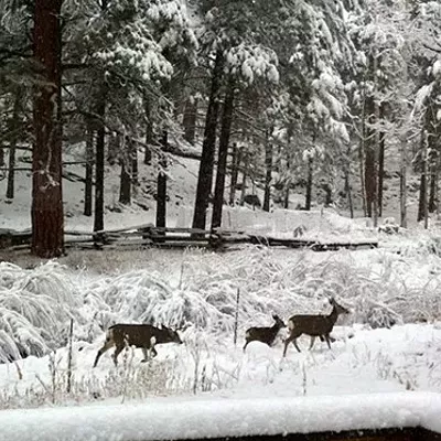 Image: A Real Snow Photo