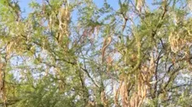 Image: Annual Native Bean Tree Milling