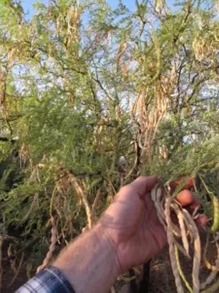 Image: Annual Native Bean Tree Milling