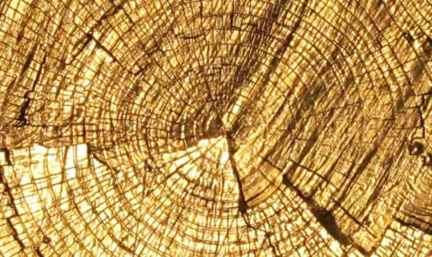 f385abb4_wood_image.webp