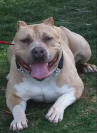 Image: Benefit show for Adopt-A-Bull Bully Breed and Rare Mastiff Dog Rescue