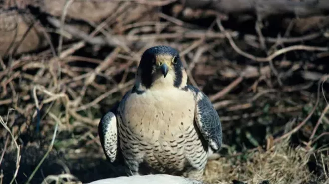 Image: Birding at Sweetwater Wetlands
