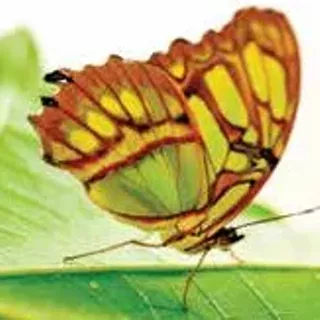 Image: Butterfly Basics