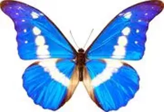 Image: Butterfly Magic