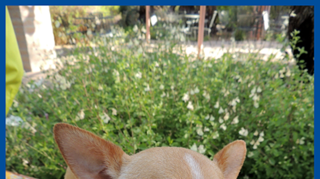 Image: Dog Portraits at the Gardens