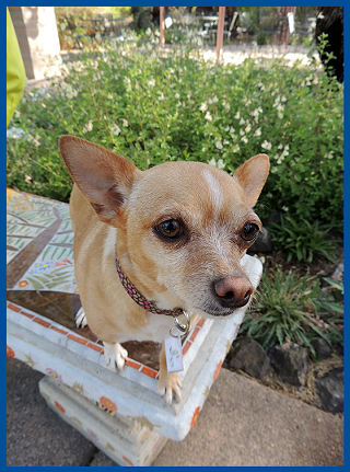 Image: Dog Portraits at the Gardens