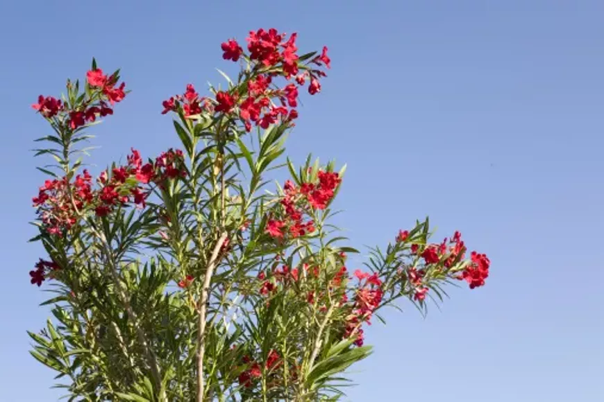oleander-2.webp