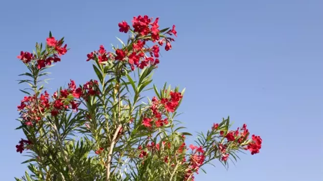 Image: Don't Plant a Pest