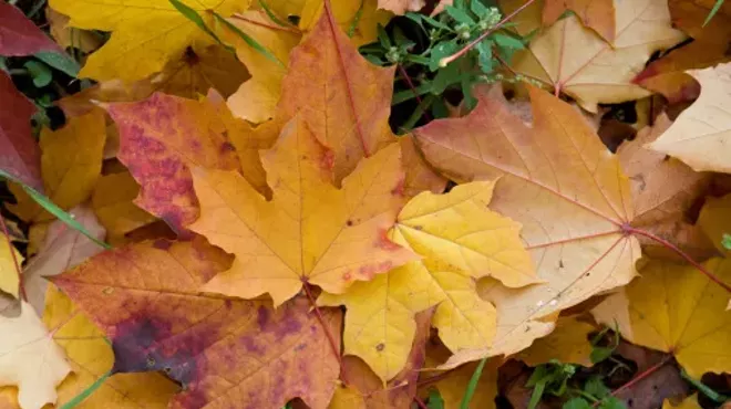 Image: Fall Foliage Finale Festival