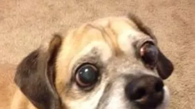 Image: Love at First Sight Puggle Adoption Event