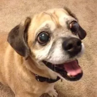 Image: Love at First Sight Puggle Adoption Event