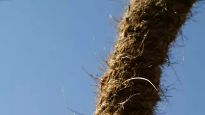 Image: Free Teens' Night at High Ropes Course and Greenlot