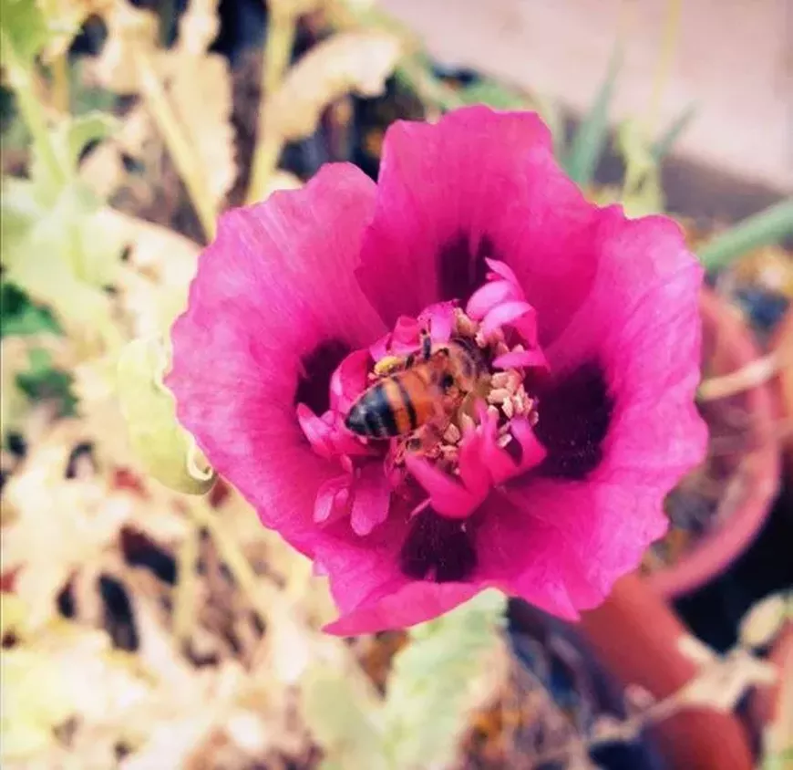 e6fc6a4c_bees_in_the_garden.webp