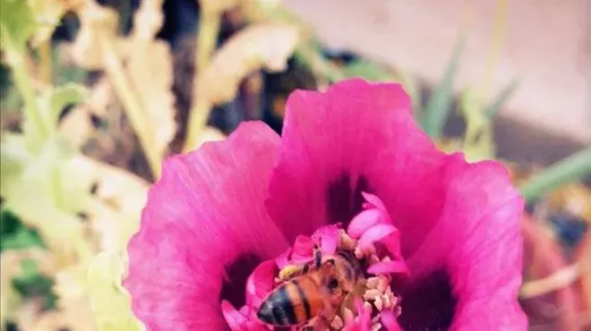 Image: Garden for Birds, Butterflies and Bees