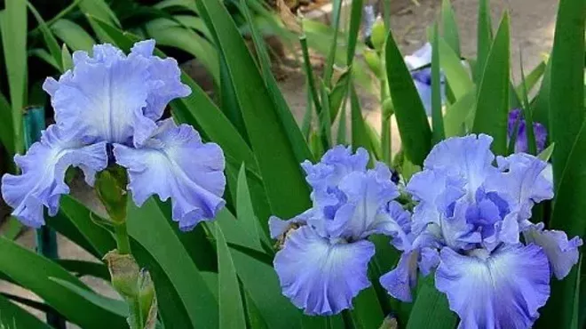 Image: Iris Society Show and Sale