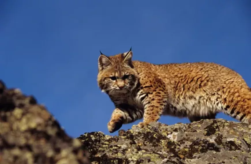 bobcat-2.webp