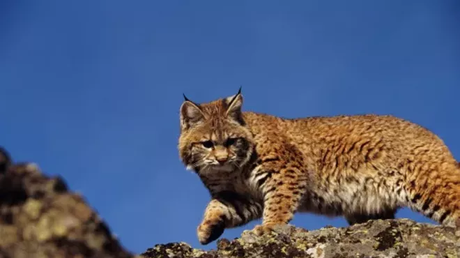 Image: Kathie Schroeder and Beanie the Bobcat