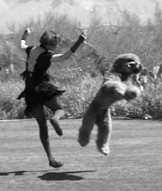 Image: Learn to Dance With Your Dog