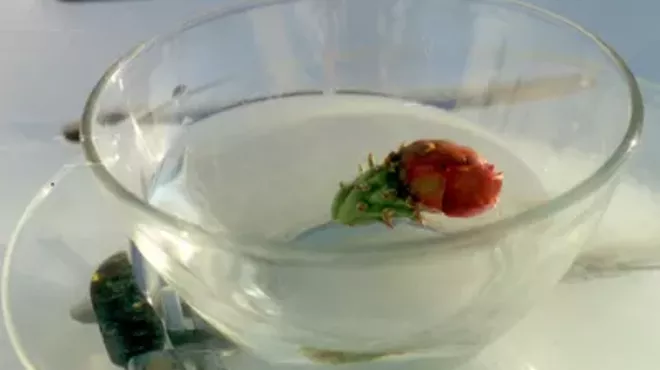 Image: Making Flower Essences from Your Garden and Yard