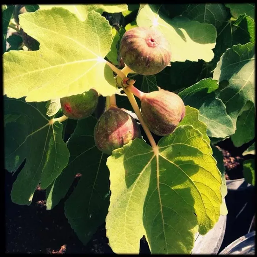 6bc6f493_master_gardener.webp