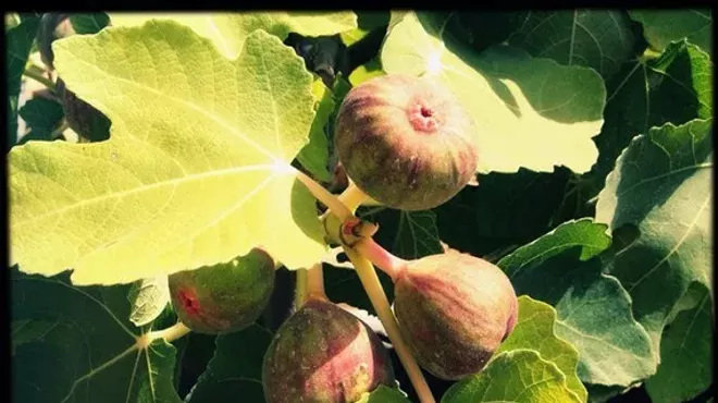 Image: Master Gardener Class: Attracting Native Bees and Pollinators