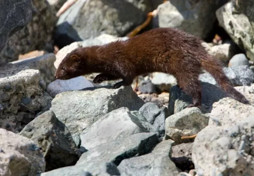 Mink in the wild.