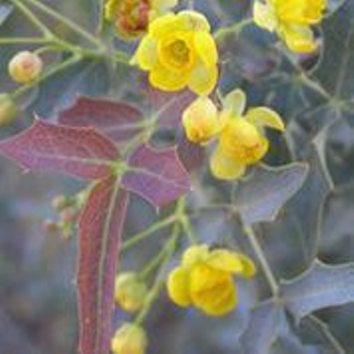 Image: National Public Gardens Day Friday, May 8