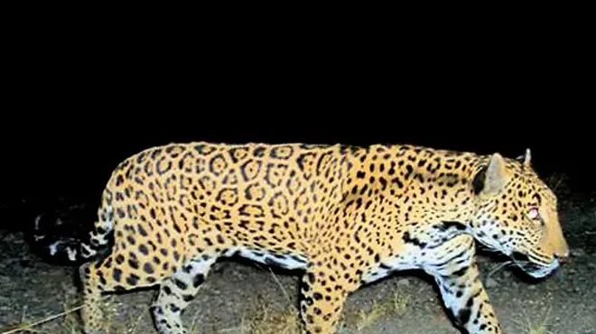 Image: Northern Jaguars