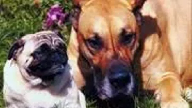 Image: Pet-Adoption Fairs