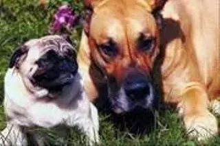 Image: Pet-Adoption Fairs