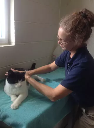 Image: Pet Massage Workshop