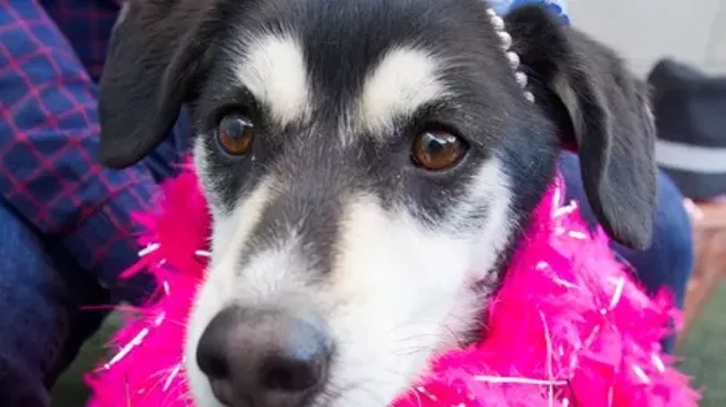 Image: Pet Speed Dating/Adoption Event