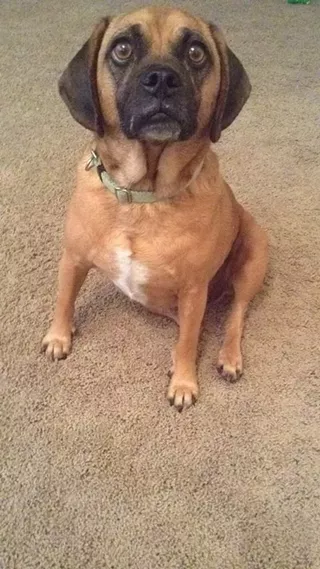 Image: Pins For Paws Charity Bowling Event