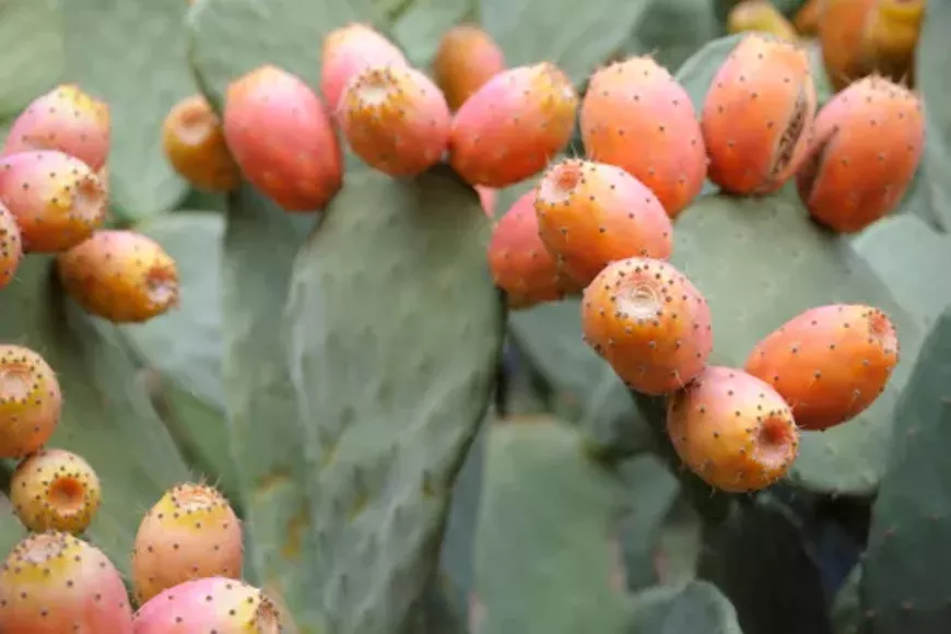 prickly_pear_fruit-2.webp