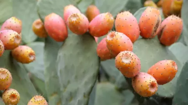 Image: Prickly Pear Harvest at the Desert Museum