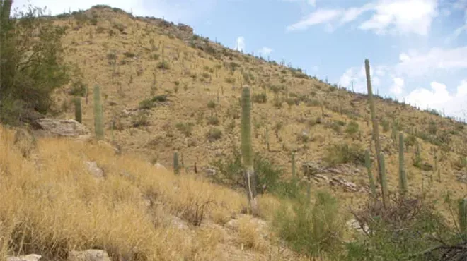 Image: Pull Buffelgrass on "A" Mountain