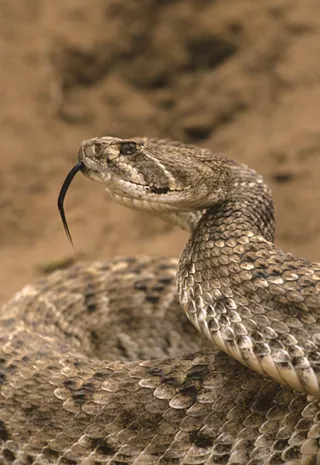 Image: Reptile Ramble