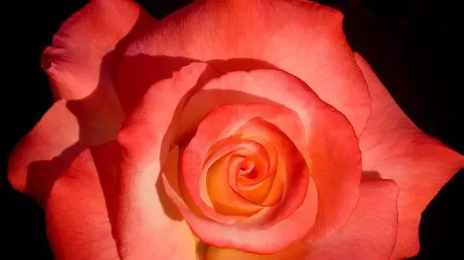 Image: Rose Society of Tucson