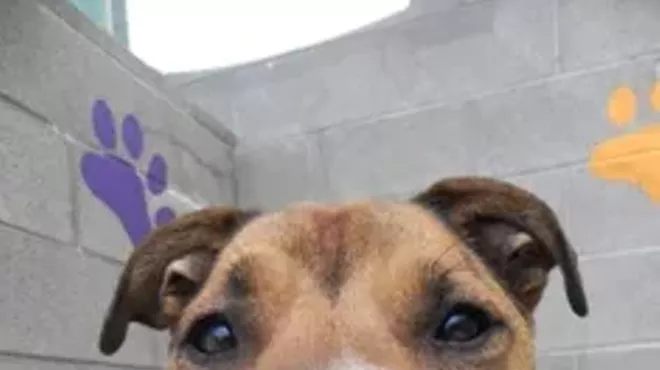 Image: "Single Mingle" Community Dog Walk