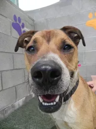 Image: "Single Mingle" Community Dog Walk