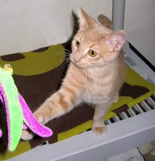 Image: St. "PAW-tricks" Wine Tasting Benefit