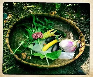 Image: Summer Seed Repacking