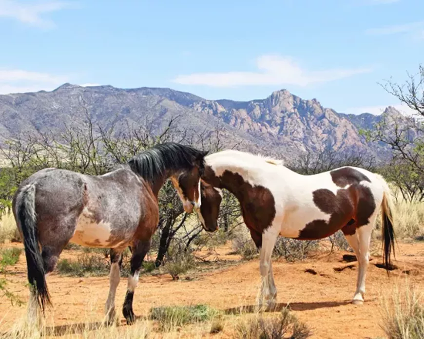 The Barb horse won the West.