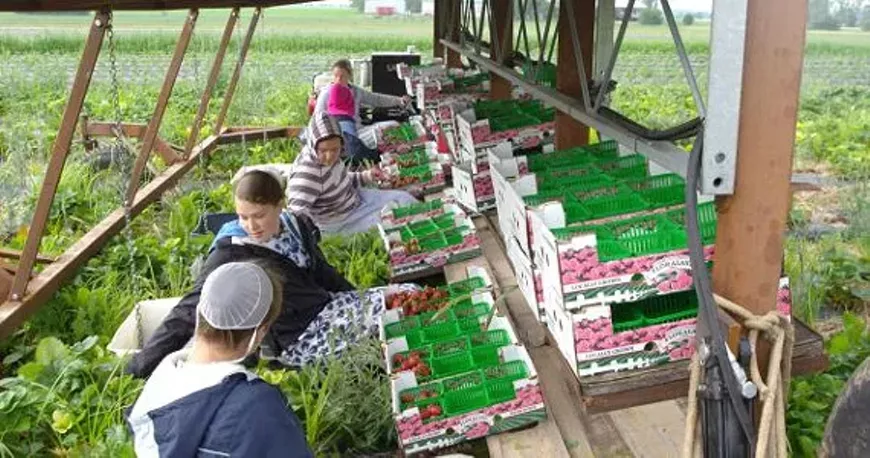 79e09ab9_mennonite_600w.webp