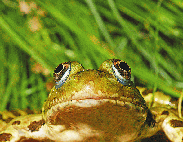 Image: Images from Lens on the Land