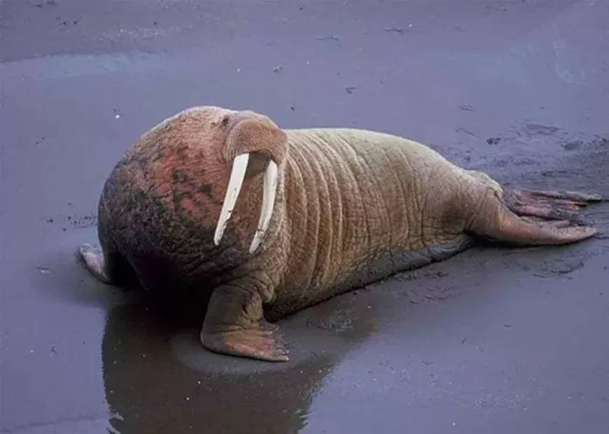 6e3bf6eb_walrus-by-bill-hickey-usfws.webp