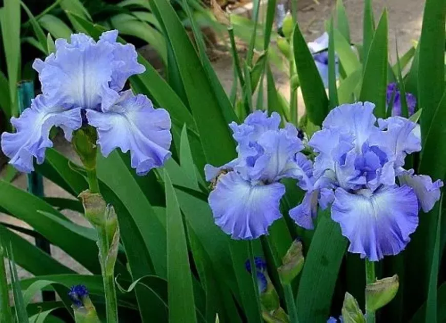 Tucson Area Iris Society show and sale April 23