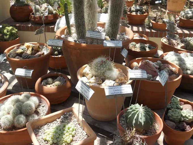 Image: Tucson Botanical Garden