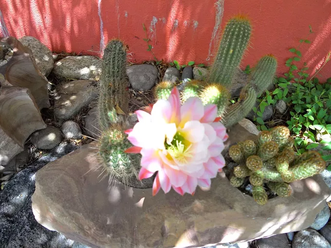 Image: Tucson Botanical Garden