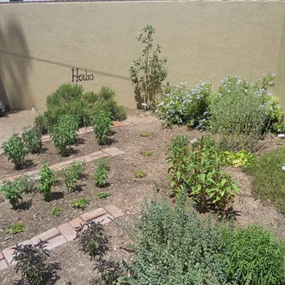 Image: Tucson Botanical Garden